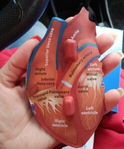 Learning Resources Cross-Section Human Heart Model, Large Foam Classroom Demonstration Model, 2Piece, Grades 2+, Ages 7+ Multi-color, 5 x 5 x 5 inches 33 91eZbIxiyYL