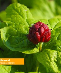 Herb Pharm Certified Organic Goldenseal Liquid Extract for Respiratory System Support, Organic Cane Alcohol, 1 Ounce 1 Fl Oz (Pack of 1) 13 91egwUeI7NL