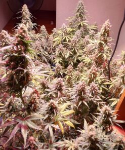 AGLEX 420W COB LED Grow Light, Full Spectrum Plant Grow Lamp with Daisy Chain Veg and Bloom Switch for Hydroponic Greenhouse Indoor Plant Veg and Flower (C2000) C2000 52 91eh0xM4XL