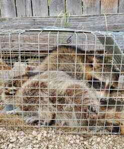 Havahart 1079SR Large 1-Door Humane Catch and Release Live Animal Trap for Raccoons, Cats, Bobcats, Beavers, Small Dogs, Groundhogs, Opossums, Foxes, Armadillos, and Similar-Sized Animals 45 91ezlInoFkL