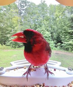 Wagner's 62012 Southern Regional Blend Wild Bird Food, 20-Pound Bag 28 91fIJvX8qyL