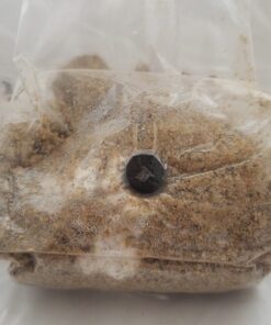 Brown Rice Flour Mushroom Substrate Grow Bag 12 91fKIUVRkaL