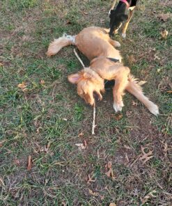 rabbitgoo Dog Harness, No-Pull Pet Harness with 2 Leash Clips, Adjustable Soft Padded Dog Vest, Reflective No-Choke Pet Oxford Vest with Easy Control Handle for Large Dogs, Black, XL X-Large 51 91fSV1j0PL