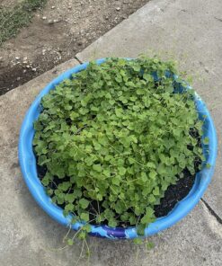 Seed Needs, Cucamelon Seeds - 65 Heirloom Seeds for Planting Melothria scobra - Mexican Sour Gherkin Non-GMO & Untreated, Boasts a Light Citrus Flavor, (2 Packs) 2 Packs (130 Seeds) 34 91fYgG2eHXL