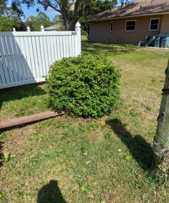 BLACK+DECKER 20V MAX Cordless Hedge Trimmer, 22-Inch, Tool Only (LHT2220B) 53 91fg1MvD8sL