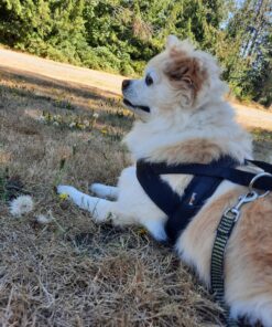 PetSafe Indoor Ultrasonic Dog Bark Control - No Collar Needed - Up to 25 ft Range - Anti-Bark Pet Training System - Automatic with Manual Trainer Button One Size 29 91fjQ HQycL