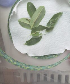 RESTCLOUD Insect and Butterfly Habitat Cage Terrarium Pop-up 12" x 14" Tall 16 91gBtWR6XiL