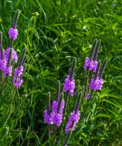 Alternative view of Outsidepride Perennial Verbena Stricta Hoary Vervain Garden Cut Flowers & Butterfly Attractant - 5000 Seeds