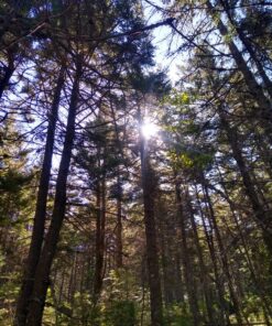 Sawyer Products SP649 Premium Permethrin Clothing Insect Repellent Trigger Spray, 12-Ounce 12-oz Trigger Spray 31 91gKDtJD 9L