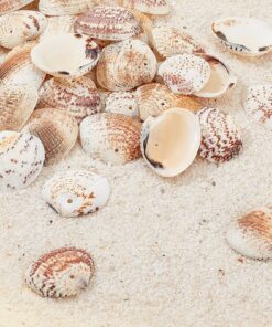 Alternative view of PH PandaHall 40-50Pcs 24-29mm Tiny Scallop Sea Shells Ocean Beach Clam Seashells Craft Charms for Necklace Jewelry Candle DIY Craft Making, Home Decoration, Party Wedding Decor, Fish Tank Vase Filler 30~35mm, 1.5mm Hole Mixed Colors