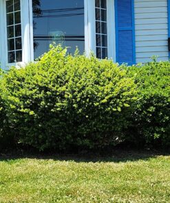 BLACK+DECKER 20V MAX Cordless Hedge Trimmer, 22-Inch, Tool Only (LHT2220B) 38 91gvV4vrgL