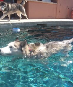 IMPRESA 10-Pack of Pool Skimmer Socks - Excellent Savers for Filters, Baskets, and Skimmers - The Ideal Sock/Net/Saver to Protect Your Inground or Above Ground Pool 37 91hKQwxMGL