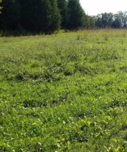 Whitetail InstituteFood Plot Seed 4 lbs (4500 sq ft) BowStand 17 91hMZ2dOomL