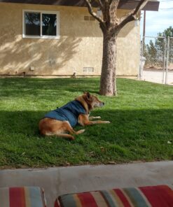 Kurgo Loft Dog Jacket, Reversible Dog Coat, Wear with Harness or Sweater, Water Resistant, Reflective, Winter Coat For Large Dogs (Ink Blue, L) Ink Blue/Seaglass 39 91hUKezUsqL