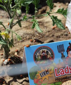 300 Live Ladybugs - Good Bugs - Ladybugs - Guaranteed Live Delivery! 28 91hjUL9R48L 1