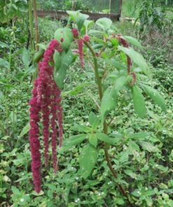 Heirloom Seeds for Planting Vegetables and Fruits - Survival Essentials 135 Variety Seed Vault - Medicinal Herb Seeds - Grow Healthy Non-GMO Food 59 91hlZjuZkfL