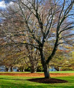 Amazon Basics Circular Polarizer Camera Lens Filter - 67 mm 55 91hwGkEjUdL