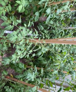 Burpee SteakHouse Hybrid Non-GMO Large Beefsteak Garden Produces Giant 3 LB Fresh Tomatoes | Vegetable Planting, 25 Seeds 57 91iEX8ryWHL