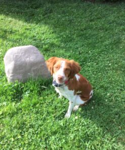 Emsco Group 2182 Medium – Lightweight Landscape Rock-Resin, Sandstone 50 91iKOdsvhxL