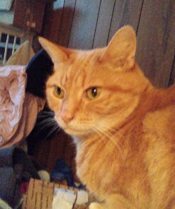 Do Unto Animals: A Friendly Guide to How Animals Live, and How We Can Make Their Lives Better 24 91iM5c02IrL