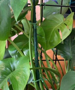 Luster Leaf 16025 Rapiclip Soft Wire Tie 839, 16' Light Duty, Green Soft Wire Tie, Green, 16’ 11 91iSsqZ2ZAL