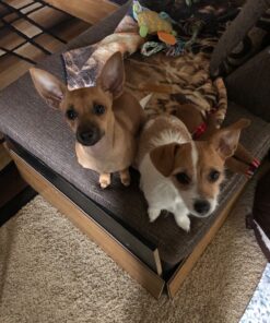 Blue Buffalo Small Breed Dog Food, Life Protection Formula, Natural Chicken & Brown Rice Flavor, Adult Dry Dog Food, 15 lb Bag 15 Pound (Pack of 1) 52 91iaFz1vLbL