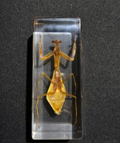 REALBUG Praying Mantis Paperweight (1 5/8 x 4 3/8 x 1 1/8") 15 91imbcFNcPL