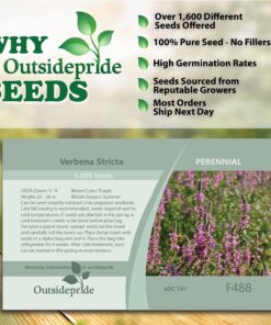 Outsidepride Perennial Verbena Stricta Hoary Vervain Garden Cut Flowers & Butterfly Attractant - 5000 Seeds 11 91isVI33NNL