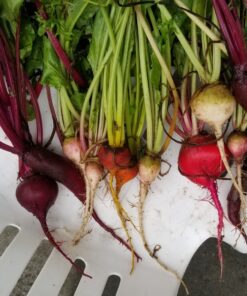 Seed Needs, 1,500+ Rainbow Beet Seed Mixture - 8 Variety Heirloom Mix (Beta vulgaris) Bulk Non-GMO 56 91iy6217QML