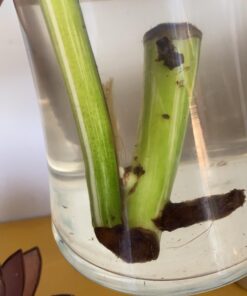 General Hydroponics RapidStart, Plant Food, 1-0.5-1, 125 mL. 36 91j3CZHoRnL