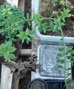 (35 Pack) 8” x 8” Square Baking Cake Pans with Plastic Dome Lids | Heavy Duty l Disposable Aluminum Foil Tins l Portable Food Containers l Perfect for Roasting Oven Toaster Cooking 35 42 91jDzwgdqYL