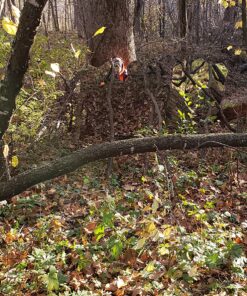 GhostBlind 4-Panel Predator Blind, Silver 37 91jRxGd2RPL