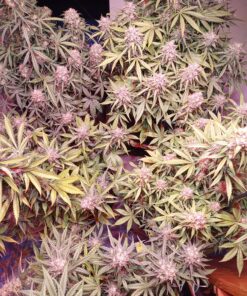 AGLEX 420W COB LED Grow Light, Full Spectrum Plant Grow Lamp with Daisy Chain Veg and Bloom Switch for Hydroponic Greenhouse Indoor Plant Veg and Flower (C2000) C2000 53 91jeMjdZbEL