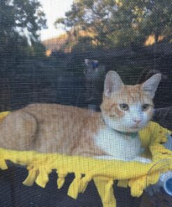 Kitty Cot Original World's Best Cat Perch (Large) Black Color Kitty Cot Large 56 91jfrnvECaL