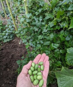 Seed Needs, Cucamelon Seeds - 65 Heirloom Seeds for Planting Melothria scobra - Mexican Sour Gherkin Non-GMO & Untreated, Boasts a Light Citrus Flavor, (2 Packs) 2 Packs (130 Seeds) 37 91jjMlTA9iL
