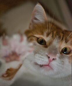 Nikon AF-S VR Micro-NIKKOR 105mm f/2.8G IF-ED Lens Lens Only 52 91jlBGICvrL