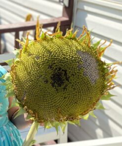 Mammoth Grey Stripe Sunflower Flower Seeds, 50+ Heirloom Seeds Per Packet, (Isla's Garden Seeds), Non GMO Seeds, Botanical Name: Helianthus annuus 30 91jnamLpwQL