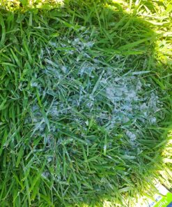 Aitsite 1.5 lbs Pool Filter Balls Eco-Friendly Fiber Filter Media for Swimming Pool Sand Filters (Equals 50 lbs Pool Filter Sand) 1.5 Pounds 37 91kD1R2cUL