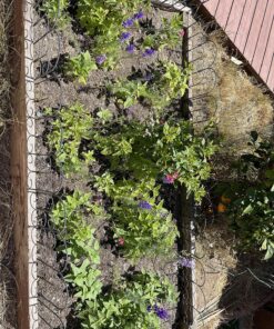 Hummingbird Nectar Wildflower Seeds Bulk Open-Pollinated Wildflower Seed Mix Packet, Non-GMO, No Fillers, Annual, Perennial Wildflower Seeds Year Round Planting - 1 oz 87 91kTFvQRSJL