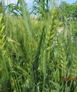 Hard Red Winter Wheat Berries | 5 LBS | Family Farmed in Washington State | Non-GMO Project Verified | 100% Non-Irradiated | Certified Kosher Parve | Field Traced | Burlap Bag 5 Pound (Pack of 1) 46 91kltMb8l3L