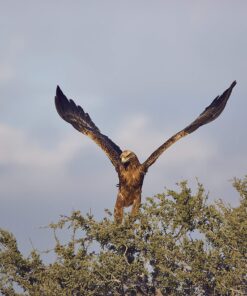 TAMRON Super Zoom Lens SP 150-600mm F5-6.3 Di VC USD G2 for Nikon Full Size A022N Single 17 91kvAMSFKL