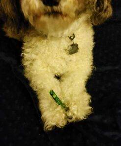 Dingo Tartar And Breath Dental Sticks For All Dogs, 48-Count 48 Count (Pack of 1) 29 91lHK7SZCL