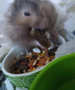 F.M. Brown's Tropical Carnival, Farm Fresh Fixins Treats for Rabbits, Guinea Pigs, Hamsters, Rats, Mice, and Other Small Animals, Healthy Mix of Fruits, Veggies, Seeds, and Hay, 10 oz 13 91lIHfSnNOL