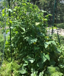 Panacea Products (83712) 46" x 18" A Frame Light Green Trellis 1 13 91lKKAMqThL