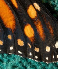 Neewer 4-Way Macro Focusing Focus Rail Slider/Close-Up Shooting for Canon Nikon, Pentax, Olympus, Sony, Samsung and Other Digital SLR Camera and DC with Standard 1/4-Inch Screw Hole 38 91lQBgSEr L