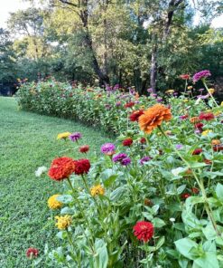 Zinnia - California Giant Mix - Bulk Pack 5,000 Seeds by Seeds2Go 20 91lbpIaFj5L
