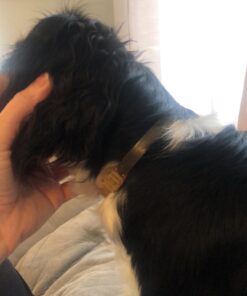 Natural Care Repellent Flea & Tick Collar for Dogs & Puppies, 4 Month Protection, White 24 91llWIOZ CL