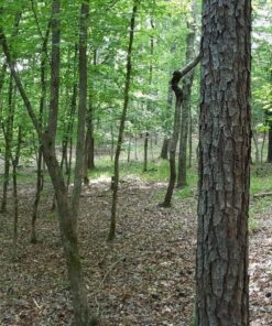 Rotary 12581 Razor Max Brushcutter Blade Replaces, Jm777 9 91lnyUH6nhL