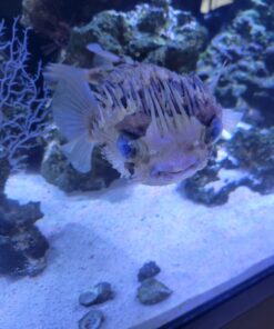 Fritz Aquatics Fritz Mardel - Coppersafe - 16oz 7 91lo74lFlpL