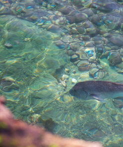 Amazon Basics Circular Polarizer Camera Lens Filter - 67 mm 62 91lqlrDGGmL